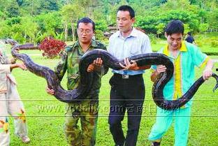 新闻爆料巨蟒,神秘生物引发广泛关注  第3张
