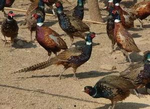 山鸡鱼的爆料方法视频,视频教学助你轻松掌握  第3张