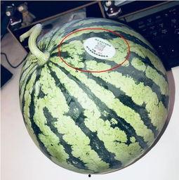 吃瓜网红高清头像,揭秘吃瓜网红高清头像背后的魅力  第3张